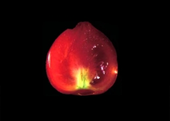 Помидоры без семян и потребности в опылении – в Японии создали революционный плод