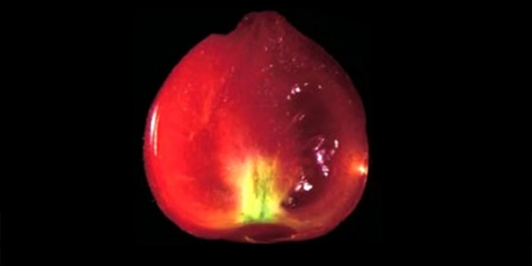 Помидоры без семян и потребности в опылении – в Японии создали революционный плод