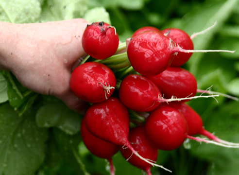 Пять необычных свойств молодого редиса