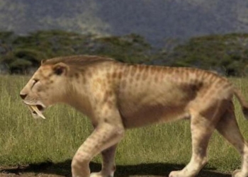 Ученые поняли, как охотились саблезубые тигры