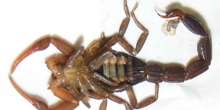 Мужчину, летевшего бизнес-классом из Хьюстона в Калгари, на борту самолета ужалил скорпион