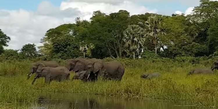Большая семья. Крокодил схватил слоненка за хобот, но стадо отбило его у хищника