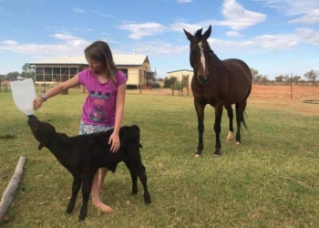 Материнский инстинкт: лошадь усыновила маленького теленка