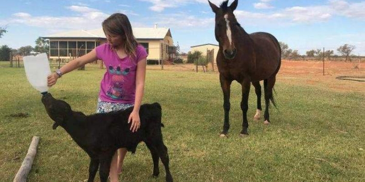 Материнский инстинкт: лошадь усыновила маленького теленка