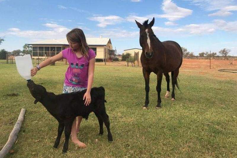 Материнский инстинкт: лошадь усыновила маленького теленка 1