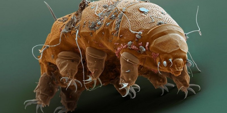 NASA рассказало, кто может жить в глубинах океана на спутнике Сатурна