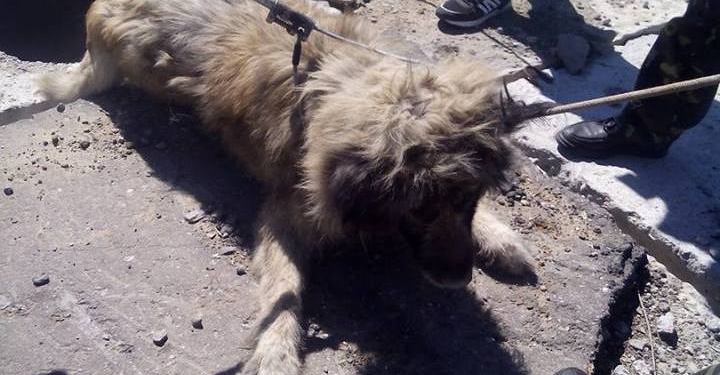 В Николаеве специалисты КП «Центр защиты животных» вытащили бездомного пса из глубокого колодца