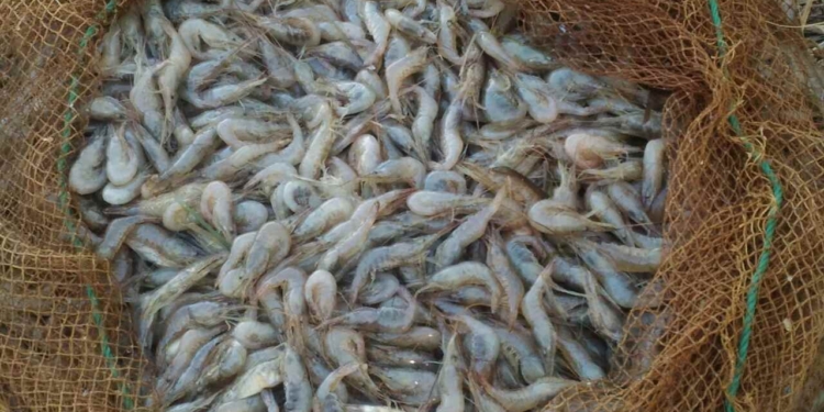 Пограничники снова поймали браконьеров – в Николаевской и Херсонской области