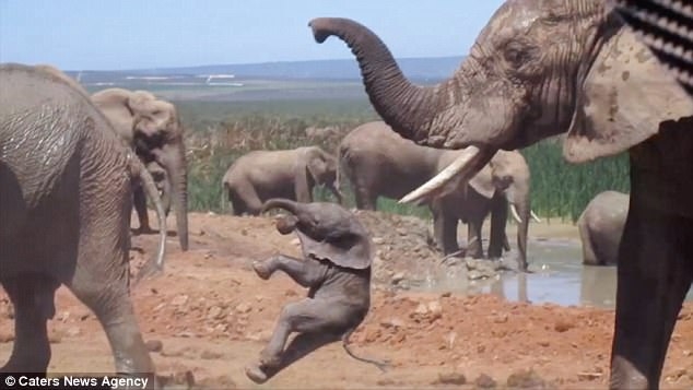 Реальная жизнь Дамбо: слоненок попал под «горячий хобот»