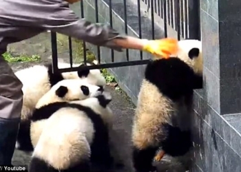 Это не побег из Шоушенка, но не менее захватывающе: малыши панды пытаются сбежать из вольера
