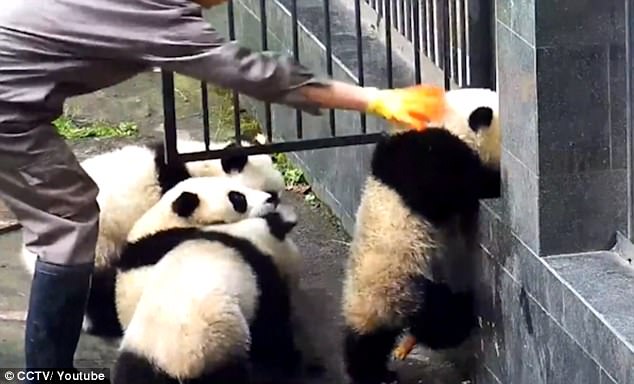 Это не побег из Шоушенка, но не менее захватывающе: малыши панды пытаются сбежать из вольера 1