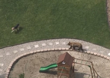 Размеры – еще не все: в Калифорнии бесстрашный пес прогнал со двора медведя