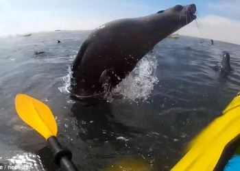 «Воздушный поцелуй»: выпрыгнувший из воды тюлень столкнулся с байдарочницей