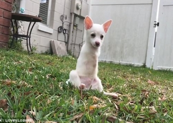 Он умеет радоваться жизни: щенок, родившийся без передних лап, не считает себя обделенным