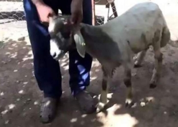 Когда в ухе – челюсть с зубами: в Турции обнаружена овца-мутант