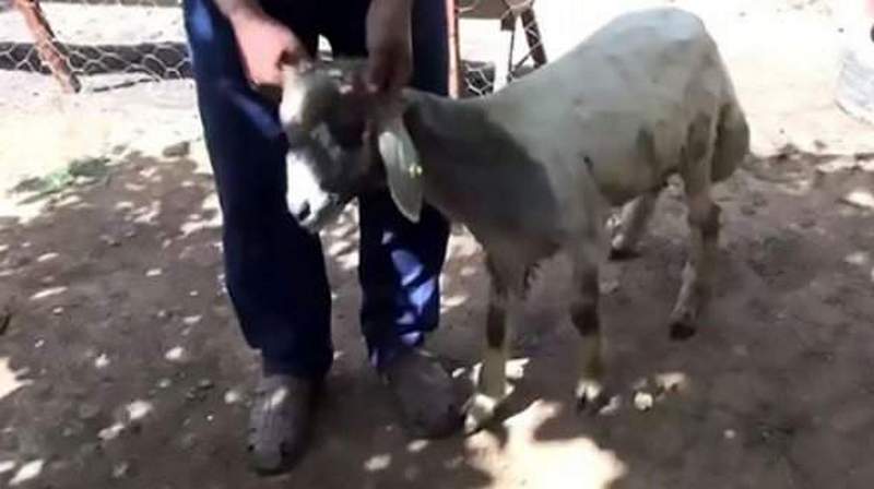 Когда в ухе – челюсть с зубами: в Турции обнаружена овца-мутант 1