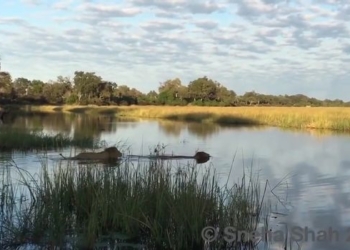 Брат за брата: льву удалось отбить своего соплеменника у крокодила