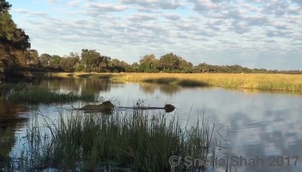 Брат за брата: льву удалось отбить своего соплеменника у крокодила