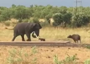 Не Давид и Голиаф, но что-то похожее есть: детеныш буйвола прогнал слона