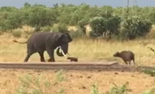Не Давид и Голиаф, но что-то похожее есть: детеныш буйвола прогнал слона