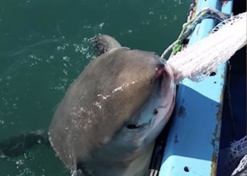 Ты б ей еще палку бросил! Рыбак играл с акулой в «перетягивание каната»