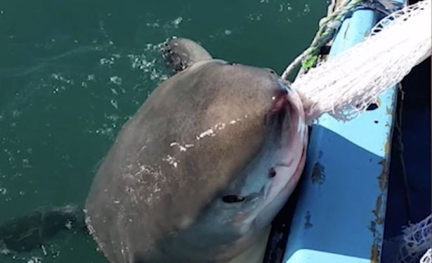 Ты б ей еще палку бросил! Рыбак играл с акулой в «перетягивание каната»