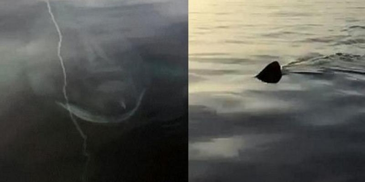 Просто любопытная: в Англии отец и сын, вышедшие в море на лодке, познакомились с почти 8-метровой акулой