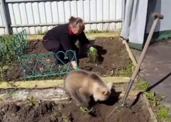 В России умиляются видео медвежонка, копающего ямки под картошку