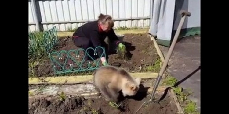 В России умиляются видео медвежонка, копающего ямки под картошку