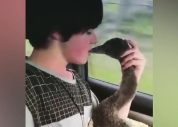 Австралийский подросток сделал искусственное дыхание молодому лебедю и спас его