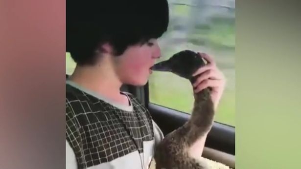 Австралийский подросток сделал искусственное дыхание молодому лебедю и спас его