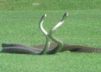 Две мамбы спорили за поле для гольфа неподалеку от Национального парка Крюгера в Африке