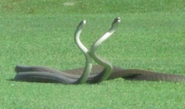 Две мамбы спорили за поле для гольфа неподалеку от Национального парка Крюгера в Африке