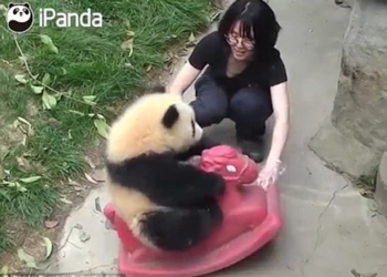 Звери как люди. Малыш панды очень любит кататься на пластмассовой лошадке