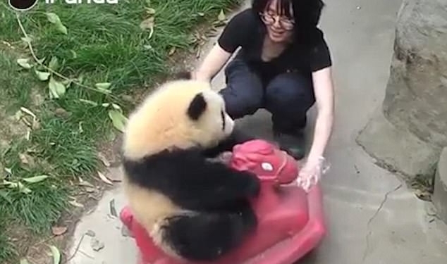 Звери как люди. Малыш панды очень любит кататься на пластмассовой лошадке