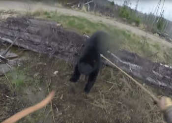 С луком – на медведя: канадский охотник еще легко отделался