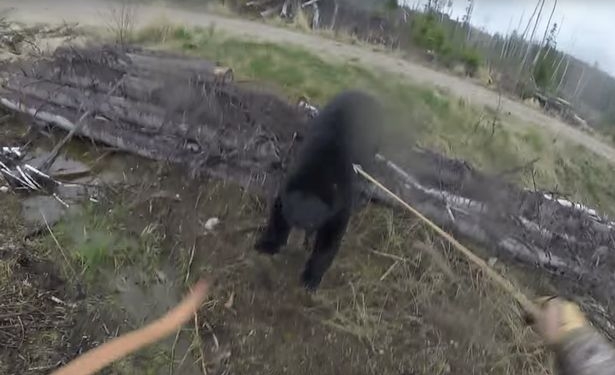 С луком – на медведя: канадский охотник еще легко отделался