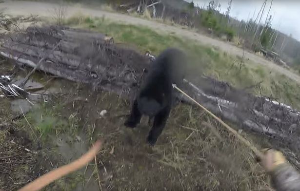 С луком – на медведя: канадский охотник еще легко отделался 1