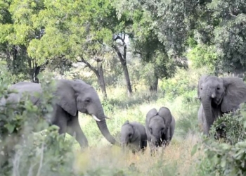 Когда маленького боится большое: рой пчел атаковал стадо слонов