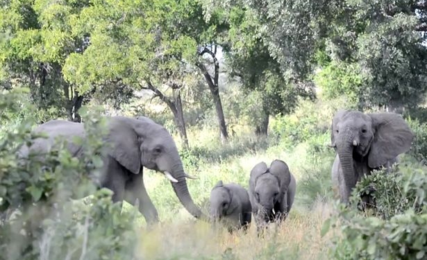 Когда маленького боится большое: рой пчел атаковал стадо слонов
