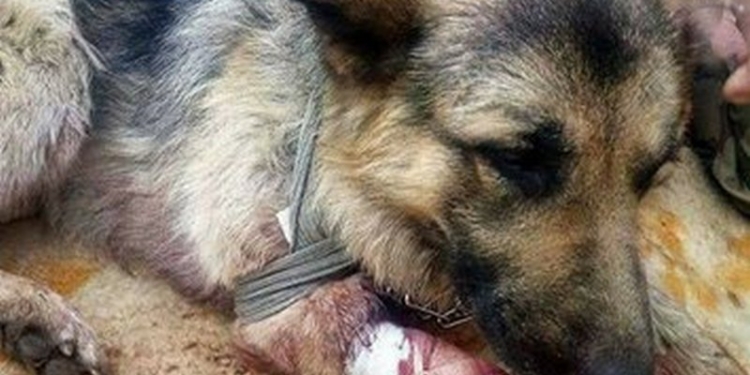 Героический пес спас двух бойцов АТО, прикрыв их собой