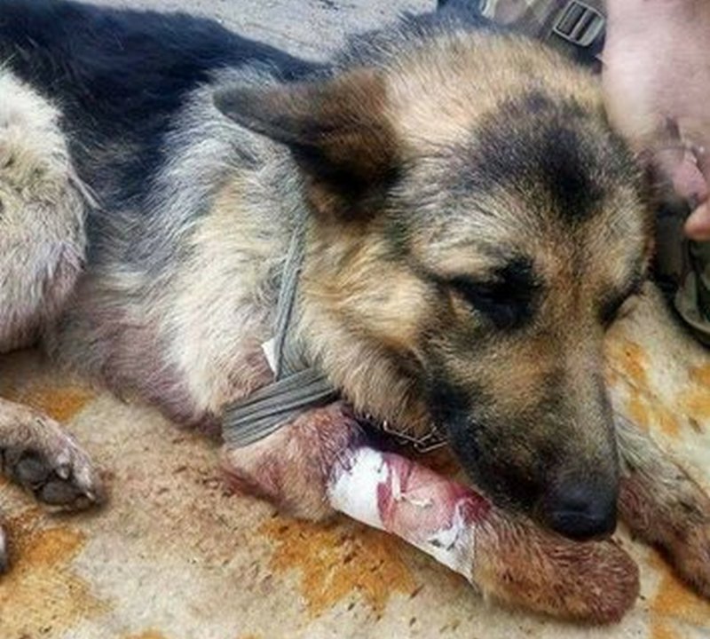 Героический пес спас двух бойцов АТО, прикрыв их собой 1