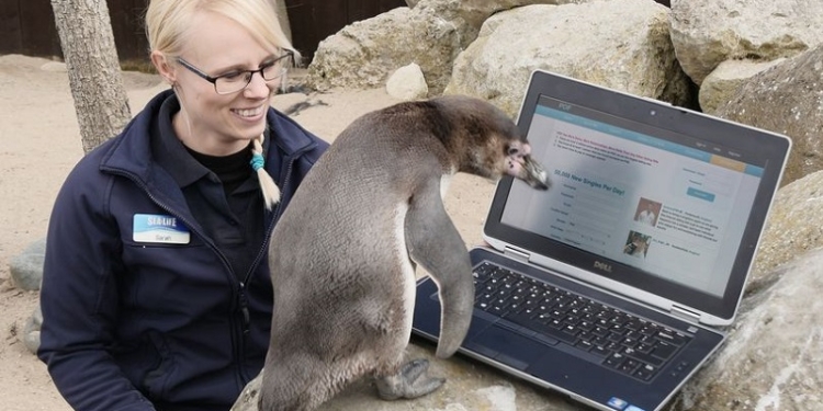 Пингвину, живущему в британском Морском центре, ради поиска партнерши пришлось зарегистрироваться на сайте