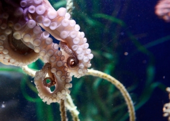 Из аквариума Приморского океанариума Владивостока сбежал осьминог