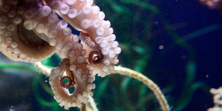 Из аквариума Приморского океанариума Владивостока сбежал осьминог