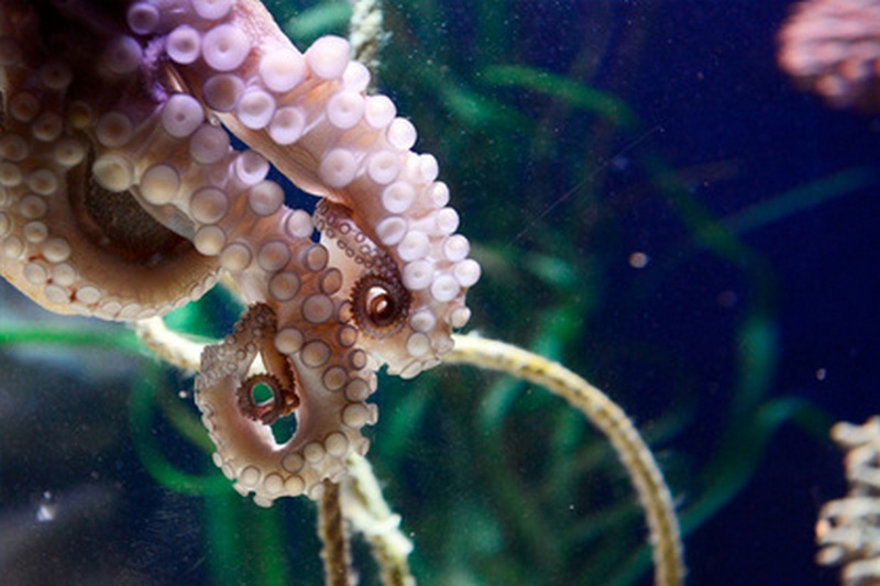Из аквариума Приморского океанариума Владивостока сбежал осьминог 1