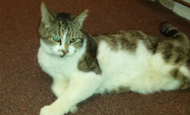 Страсти-мордасти: в английском городе мэрия официально запретила кошке появляться в своих помещениях