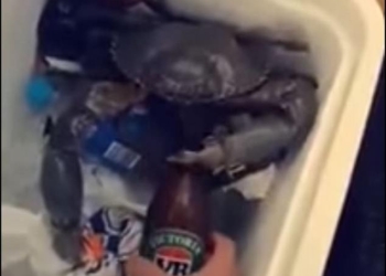 Вот так открывашка: краб своей клешней легко открывает пивную бутылку