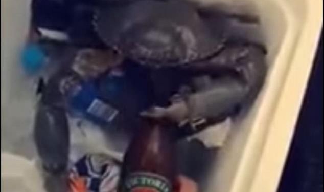 Вот так открывашка: краб своей клешней легко открывает пивную бутылку