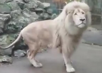 И царю зверей ведом страх: лев испугался мыльного пузыря